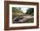 Red-bellied blacksnake basking, Victoria, Australia-Robert Valentic-Framed Photographic Print