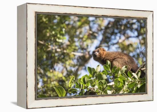 Red Bellied Lemur (Eulemur Rubriventer), Ranomafana National Park, Madagascar Central Highlands-Matthew Williams-Ellis-Framed Premier Image Canvas