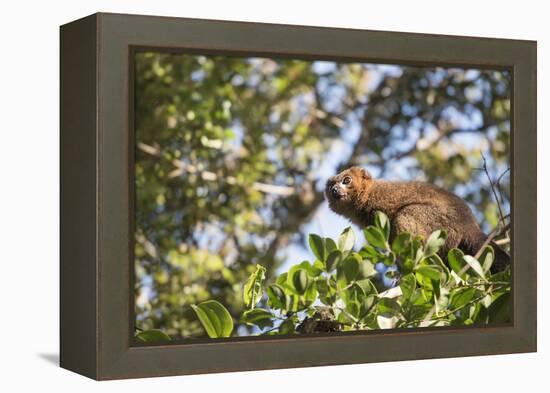 Red Bellied Lemur (Eulemur Rubriventer), Ranomafana National Park, Madagascar Central Highlands-Matthew Williams-Ellis-Framed Premier Image Canvas