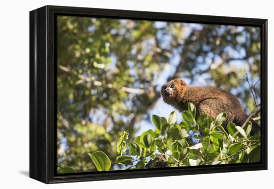 Red Bellied Lemur (Eulemur Rubriventer), Ranomafana National Park, Madagascar Central Highlands-Matthew Williams-Ellis-Framed Premier Image Canvas