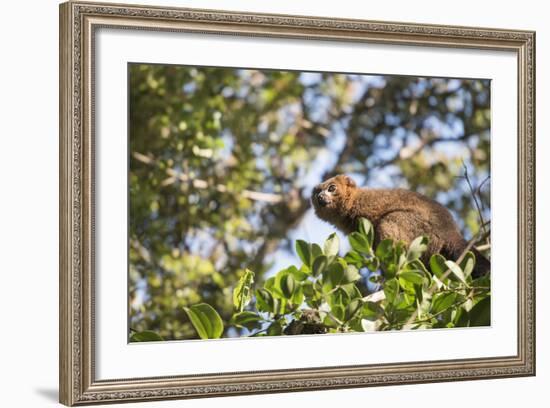 Red Bellied Lemur (Eulemur Rubriventer), Ranomafana National Park, Madagascar Central Highlands-Matthew Williams-Ellis-Framed Photographic Print