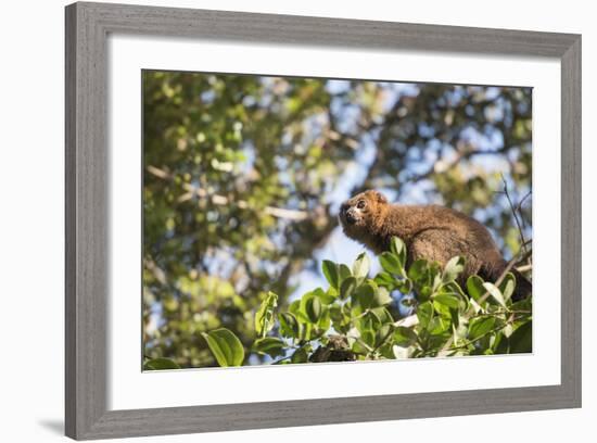 Red Bellied Lemur (Eulemur Rubriventer), Ranomafana National Park, Madagascar Central Highlands-Matthew Williams-Ellis-Framed Photographic Print