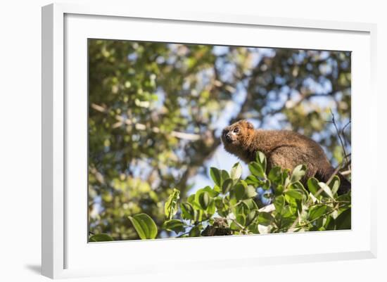 Red Bellied Lemur (Eulemur Rubriventer), Ranomafana National Park, Madagascar Central Highlands-Matthew Williams-Ellis-Framed Photographic Print