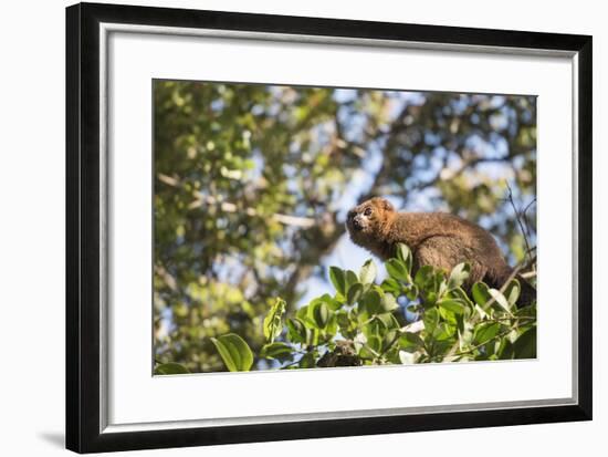 Red Bellied Lemur (Eulemur Rubriventer), Ranomafana National Park, Madagascar Central Highlands-Matthew Williams-Ellis-Framed Photographic Print