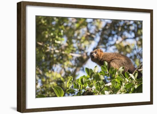 Red Bellied Lemur (Eulemur Rubriventer), Ranomafana National Park, Madagascar Central Highlands-Matthew Williams-Ellis-Framed Photographic Print