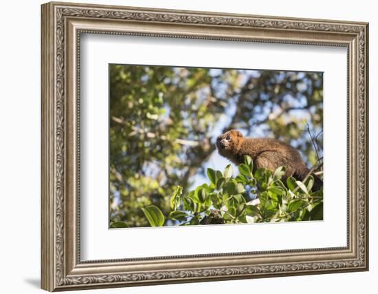 Red Bellied Lemur (Eulemur Rubriventer), Ranomafana National Park, Madagascar Central Highlands-Matthew Williams-Ellis-Framed Photographic Print