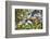 Red Bellied Lemur (Eulemur Rubriventer), Ranomafana National Park, Madagascar Central Highlands-Matthew Williams-Ellis-Framed Photographic Print