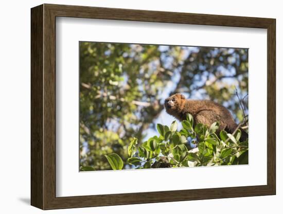 Red Bellied Lemur (Eulemur Rubriventer), Ranomafana National Park, Madagascar Central Highlands-Matthew Williams-Ellis-Framed Photographic Print