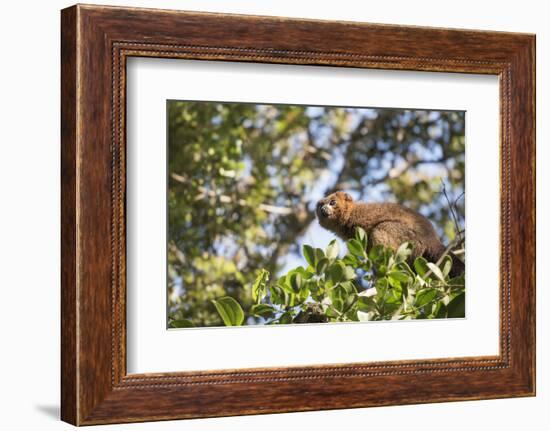 Red Bellied Lemur (Eulemur Rubriventer), Ranomafana National Park, Madagascar Central Highlands-Matthew Williams-Ellis-Framed Photographic Print