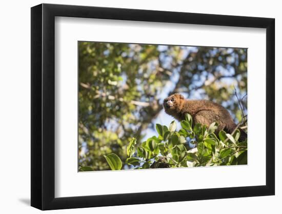 Red Bellied Lemur (Eulemur Rubriventer), Ranomafana National Park, Madagascar Central Highlands-Matthew Williams-Ellis-Framed Photographic Print