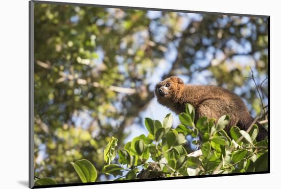 Red Bellied Lemur (Eulemur Rubriventer), Ranomafana National Park, Madagascar Central Highlands-Matthew Williams-Ellis-Mounted Photographic Print