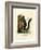 Red-Bellied Squirrel-null-Framed Giclee Print