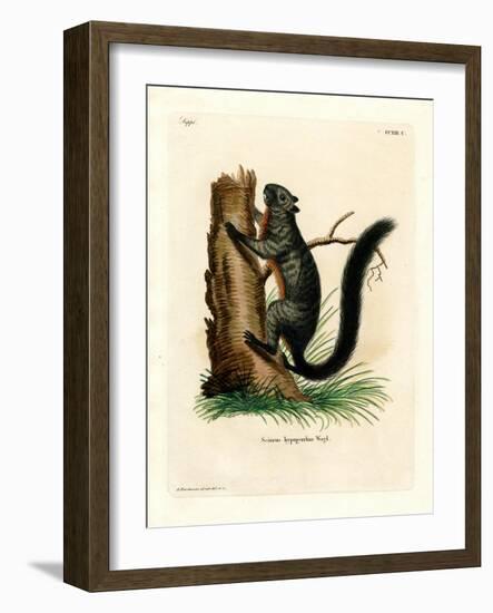 Red-Bellied Squirrel-null-Framed Giclee Print