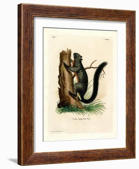 Red-Bellied Squirrel-null-Framed Giclee Print