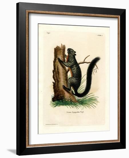 Red-Bellied Squirrel-null-Framed Giclee Print