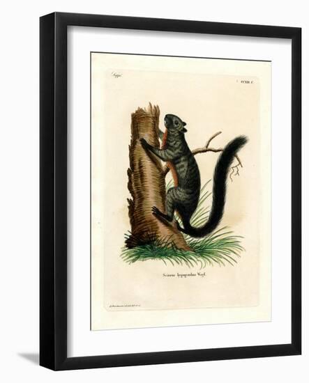 Red-Bellied Squirrel-null-Framed Giclee Print