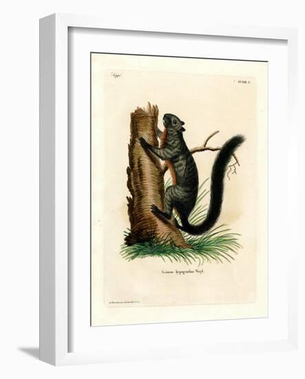 Red-Bellied Squirrel-null-Framed Giclee Print