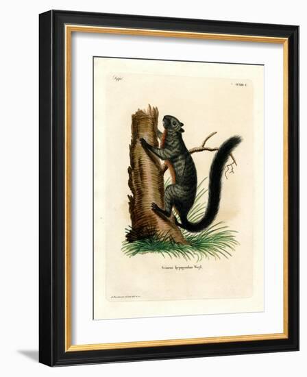 Red-Bellied Squirrel-null-Framed Giclee Print