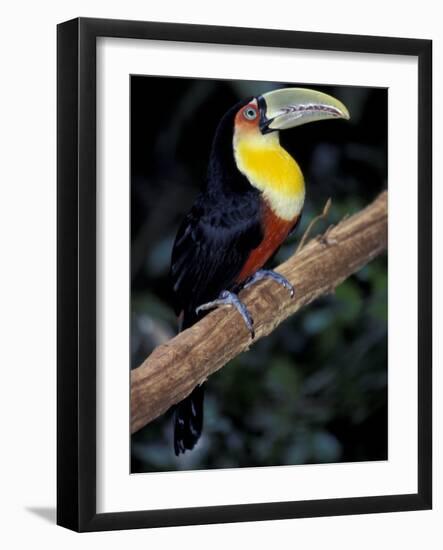 Red Bellied Toucan, Iguasuu Falls, Brazil-Darrell Gulin-Framed Photographic Print