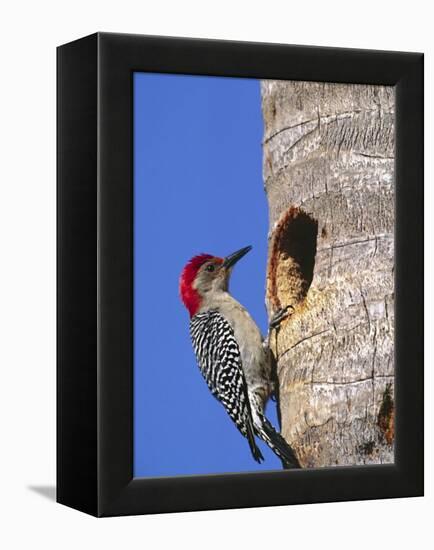 Red-Bellied Woodpecker, Everglades National Park, Florida, USA-Charles Sleicher-Framed Premier Image Canvas