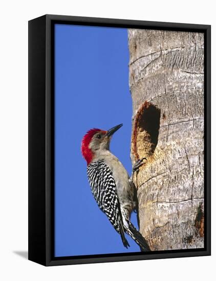 Red-Bellied Woodpecker, Everglades National Park, Florida, USA-Charles Sleicher-Framed Premier Image Canvas