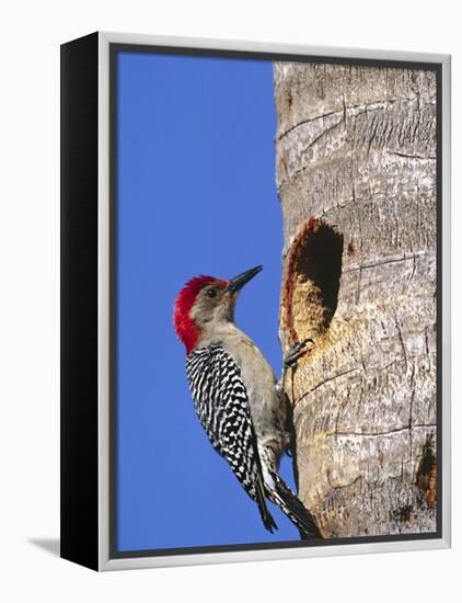 Red-Bellied Woodpecker, Everglades National Park, Florida, USA-Charles Sleicher-Framed Premier Image Canvas