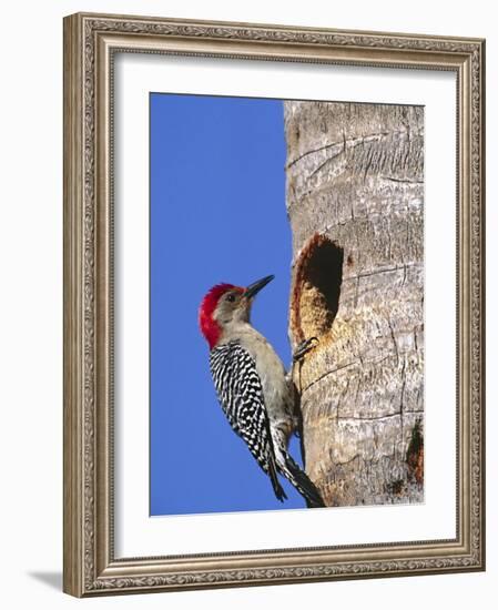 Red-Bellied Woodpecker, Everglades National Park, Florida, USA-Charles Sleicher-Framed Photographic Print