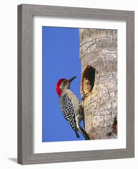 Red-Bellied Woodpecker, Everglades National Park, Florida, USA-Charles Sleicher-Framed Photographic Print