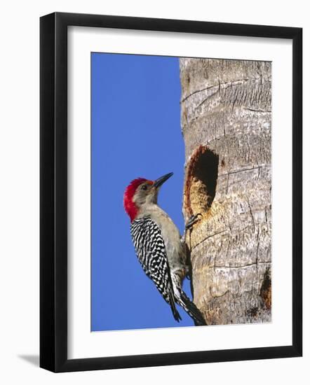 Red-Bellied Woodpecker, Everglades National Park, Florida, USA-Charles Sleicher-Framed Photographic Print