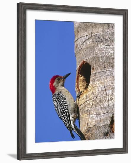 Red-Bellied Woodpecker, Everglades National Park, Florida, USA-Charles Sleicher-Framed Photographic Print