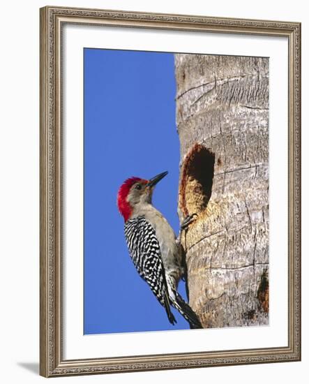 Red-Bellied Woodpecker, Everglades National Park, Florida, USA-Charles Sleicher-Framed Photographic Print