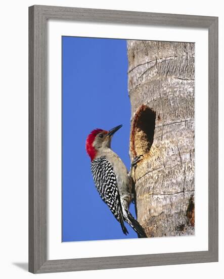 Red-Bellied Woodpecker, Everglades National Park, Florida, USA-Charles Sleicher-Framed Photographic Print