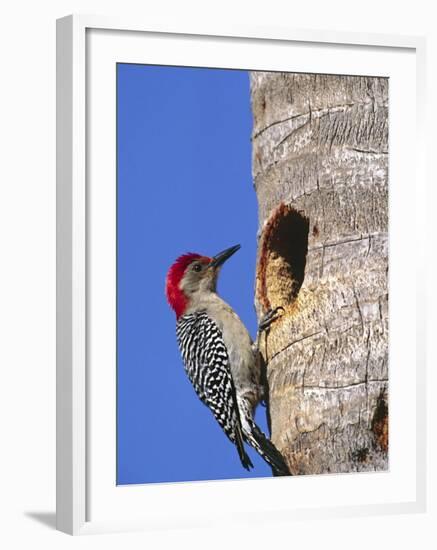 Red-Bellied Woodpecker, Everglades National Park, Florida, USA-Charles Sleicher-Framed Photographic Print