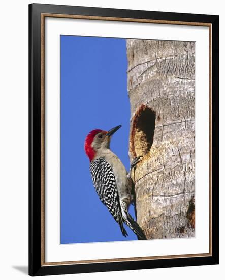 Red-Bellied Woodpecker, Everglades National Park, Florida, USA-Charles Sleicher-Framed Photographic Print