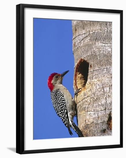 Red-Bellied Woodpecker, Everglades National Park, Florida, USA-Charles Sleicher-Framed Photographic Print