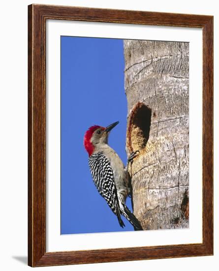 Red-Bellied Woodpecker, Everglades National Park, Florida, USA-Charles Sleicher-Framed Photographic Print