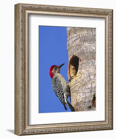 Red-Bellied Woodpecker, Everglades National Park, Florida, USA-Charles Sleicher-Framed Photographic Print