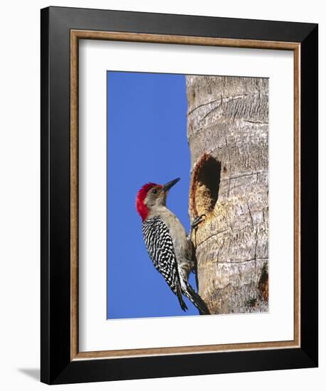 Red-Bellied Woodpecker, Everglades National Park, Florida, USA-Charles Sleicher-Framed Photographic Print