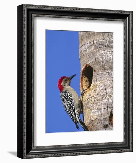 Red-Bellied Woodpecker, Everglades National Park, Florida, USA-Charles Sleicher-Framed Photographic Print