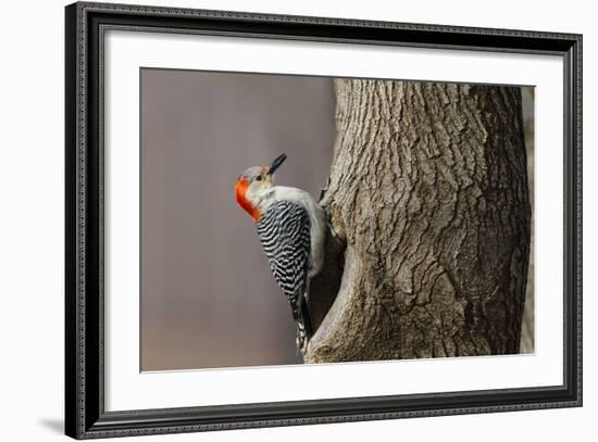 Red-Bellied Woodpecker Hunting for Invertebrates-Larry Ditto-Framed Photographic Print