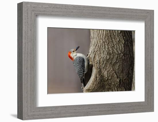 Red-Bellied Woodpecker Hunting for Invertebrates-Larry Ditto-Framed Photographic Print