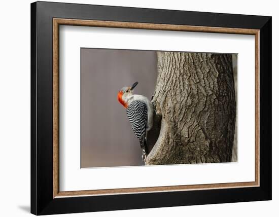 Red-Bellied Woodpecker Hunting for Invertebrates-Larry Ditto-Framed Photographic Print