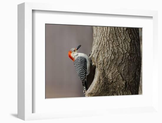 Red-Bellied Woodpecker Hunting for Invertebrates-Larry Ditto-Framed Photographic Print