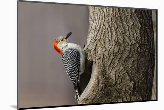 Red-Bellied Woodpecker Hunting for Invertebrates-Larry Ditto-Mounted Photographic Print