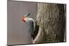 Red-Bellied Woodpecker Hunting for Invertebrates-Larry Ditto-Mounted Photographic Print