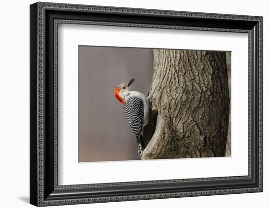 Red-Bellied Woodpecker Hunting for Invertebrates-Larry Ditto-Framed Photographic Print