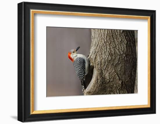 Red-Bellied Woodpecker Hunting for Invertebrates-Larry Ditto-Framed Photographic Print