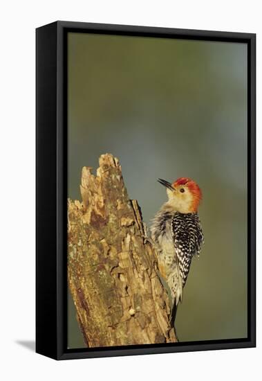 Red-Bellied Woodpecker Male Displaying on Dead Tree, Marion County, Illinois-Richard and Susan Day-Framed Premier Image Canvas