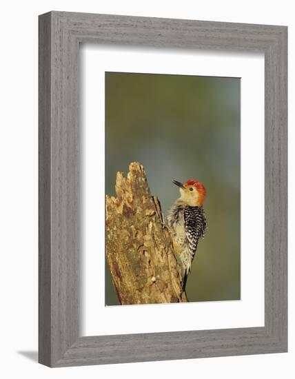 Red-Bellied Woodpecker Male Displaying on Dead Tree, Marion County, Illinois-Richard and Susan Day-Framed Photographic Print