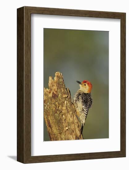 Red-Bellied Woodpecker Male Displaying on Dead Tree, Marion County, Illinois-Richard and Susan Day-Framed Photographic Print